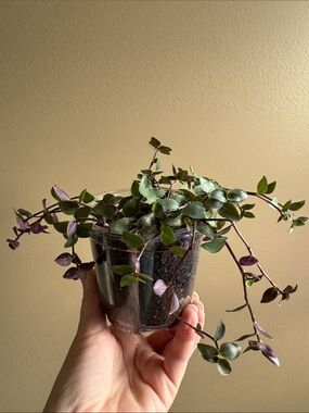 Callisia repens - aka Turtle Vine